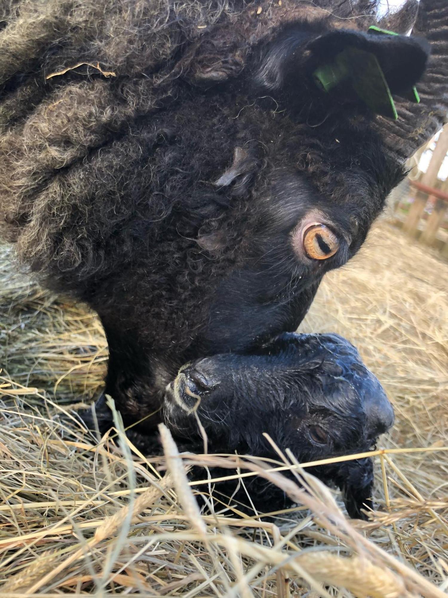 Farmer's Hella
